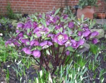 eigene_rote_Helleborus_atrorubens_von_Mama001.JPG