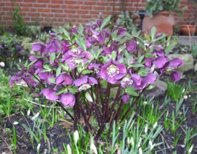 eigene_rote_Helleborus__von_Mama_001.JPG