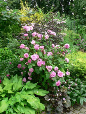 HolunderRose09.jpg
