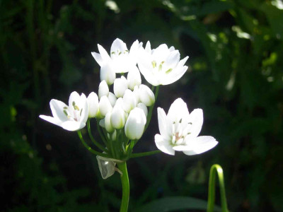 Allium_cowanii02_web.jpg