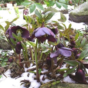 blau_im_schnee.JPG