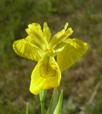 Iris_pseudocarus_640.jpg