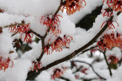 Hamamelis-verschneit-1.jpg