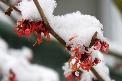 Hamamelis-verschneit-2.jpg