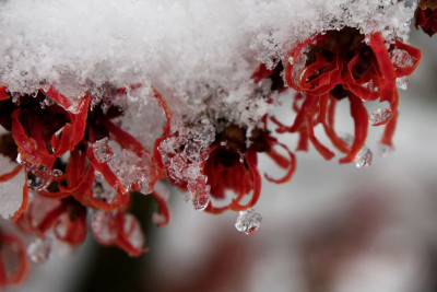 Hamamelis-verschneit-10.jpg
