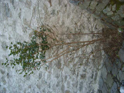 K640_S6001356.JPG_rotwild_besuch.JPG