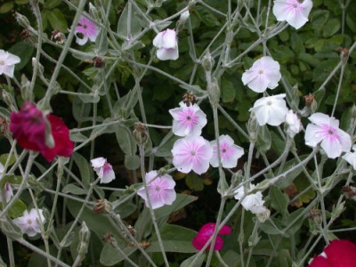 Lychnis_coronaria002.jpg