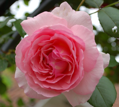 Sorbet_0010__26189.jpg