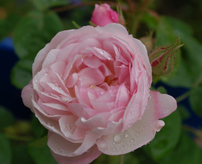 Mousseline_0010__23902.jpg