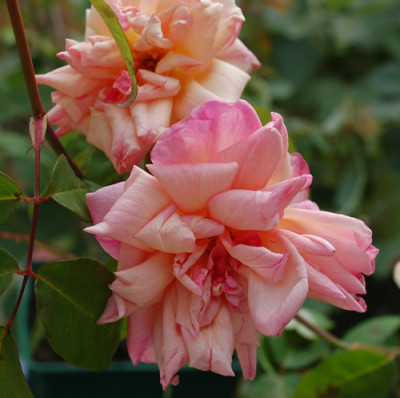 Beaute_Inconstante_0010__37809.jpg