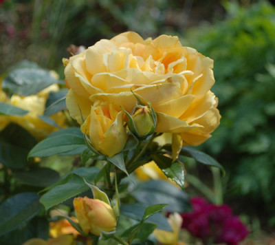 Bernstein-Rose_0010__N_37199.jpg