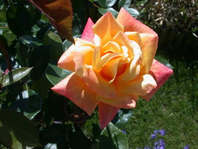 Sutters_Gold_T_27372.JPG
