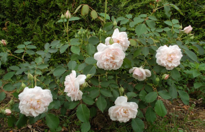 Blanche_Duranthon_0010__24858.jpg