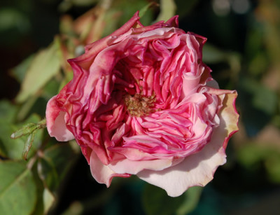 Bona_Weilschott_0010__40951.jpg