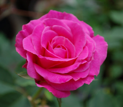 Border_Queen_0011__24415.jpg