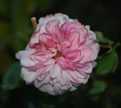 Bona_Weilschott__0012__41175.jpg