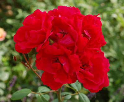 Blaze_Superior_0010__G_34034.jpg