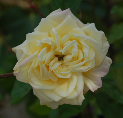 Blumenschmidt_0011__26992.jpg