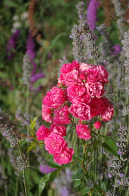Brewood_Belle_0010__T1_35840.jpg