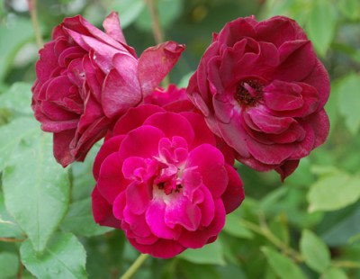 Burgundy_Ice_0011__32767.jpg