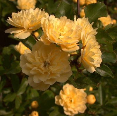 Banksia_lutea_0010__HR_35414.jpg