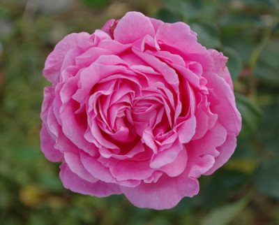 Cameron_0011__S2_39917.jpg