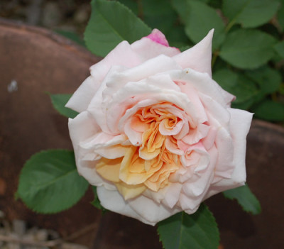 Caramella_0010__N_24700.jpg