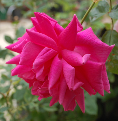 Cathrine_Kordes_0010__29144.jpg