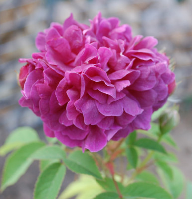 Centifolia_a_fleurs_double_violet_0010__24547.jpg