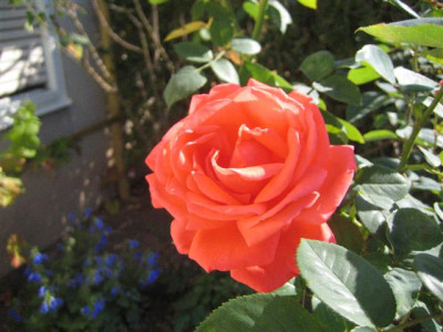 IMG_2484_Small.JPG