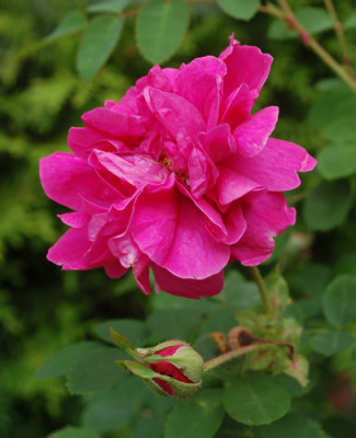 Cerise_Bouquet_0010__29314.jpg