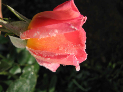 sorbeteis03.jpg
