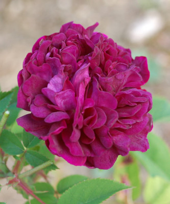 Centifolia_a_fleurs_double_violettes_0012__26949.jpg