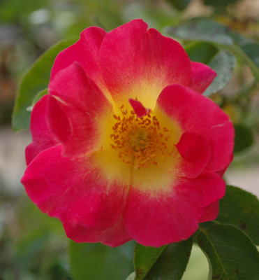 Reveil_Dijonnais_0010__37333.jpg