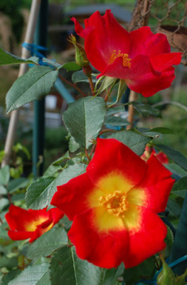 Cocktail_0010__24247.jpg