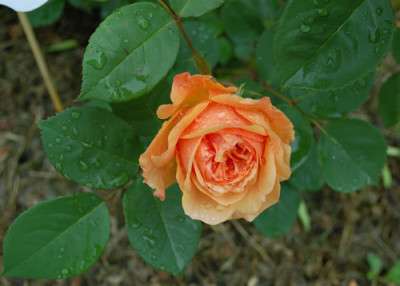 Charles_Austin_0010__26203.jpg