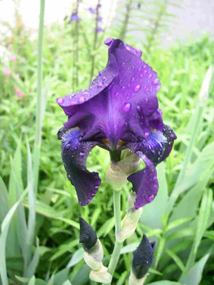 Iris_mit_Wassertropfen.JPG