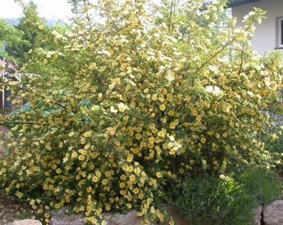 Chin._Goldrose_0010__35371.jpg