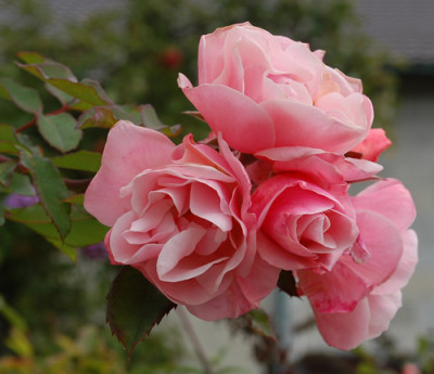 Clair_Matin_0010__38566.jpg