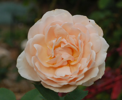 Clair_de_Lune_0010__34062.jpg
