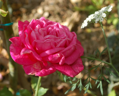 Comtesse_de_Leusse_0010__34692.jpg