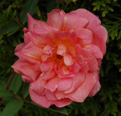 Comtesse_du_Cayla_0010__24901.jpg