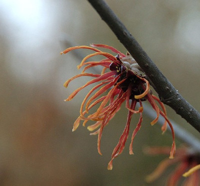hamamelis_thomas_test.jpg