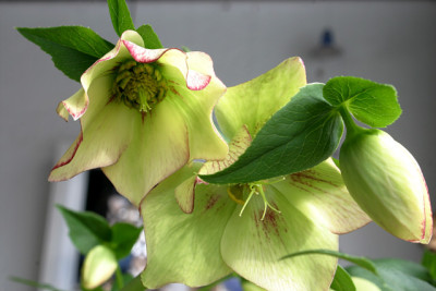Helleborus0609.jpg