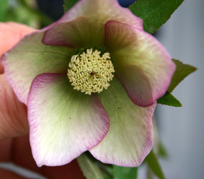 Helleborus0909.jpg
