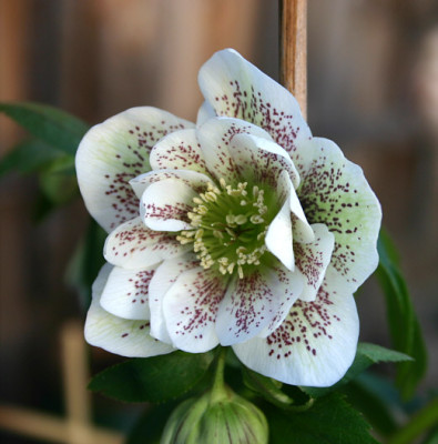Helleborus2409.jpg