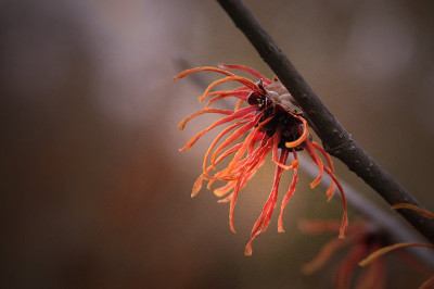 hamamelis_8382_2_licht.jpg