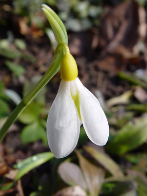 galanthus_wendys_gold.jpg