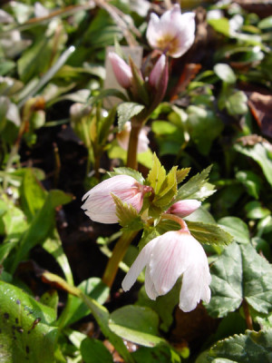 helleborus_thibet_14_2_09.jpg