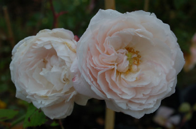 Comtesse_de_Rocquigny_0011__40755.jpg